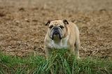 BULLDOG ANGLAIS 212